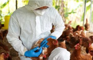 Exame descarta suspeita de gripe aviária em Mato Grosso