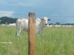 🐂💰 Arroba do Boi Gordo Mantém Cotação de R$ 300,74 em Colíder; veja cotação região