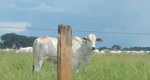 🐄 Cotações do mercado bovino Colider e região