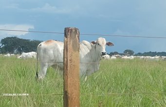 🐄 Cotações do mercado bovino Colider e região