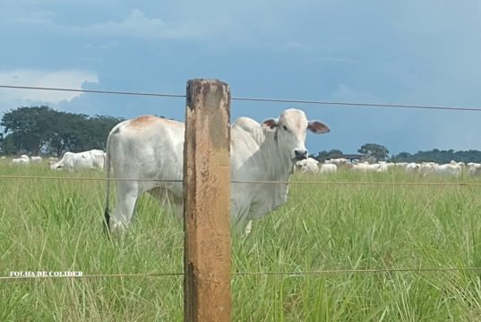 Oferta restrita de boi gordo dispara cotações e abre margem recorde de preço frente às fêmeas