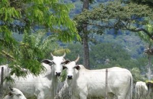 Cotações do boi gordo: veja como a arroba estreou a semana