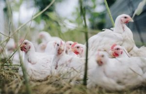 GRIPE AVIÁRIA: Argentina segue China e União Europeia e suspende compra de aves e subprodutos do Brasil