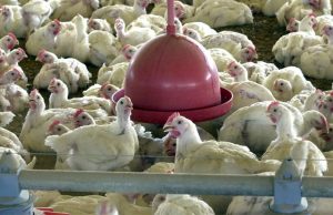 GRIPE AVIÁRIA EM HUMANO: 10 pessoas são monitoradas após contato com aves infectadas em Campinápolis