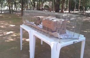 SUSPEITA DE ENVENENAMENTO: mortes de macacos-prego é investigada em cidade do Nortão de MT