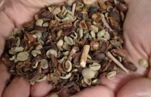 Três marcas de café são proibidas por irregularidades; Ministério orienta aos consumidores que tenham adquirido os produtos listados deixem de consumi-los imediatamente