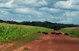 Invasão de porcos selvagens ameaçam o milho em Mato Grosso