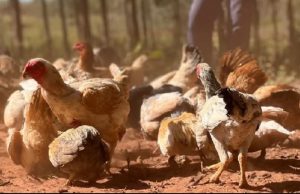 GRIPE AVIÁRIA NO BRASIL: Primeiro foco em granja comercial é detectado e China suspende compras de frango