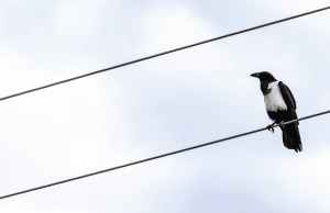 Por que pássaros não tomam choque em fios elétricos?