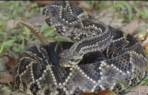 Veneno de cascavel destrói células do câncer de mama agressivo, diz pesquisa da USP