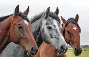 RAÇÃO SOB SUSPEITA: 122 cavalos mortos e venda suspensa em todo o país