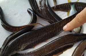 OPERAÇÃO ISCA VIVA: 2,8 mil unidades são apreendidas