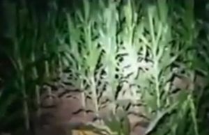 JOVEM É ESTUPRADA EM MILHARAL NO NORTÃO DE MT: Polícia Civil cumpre mandado e prende homem