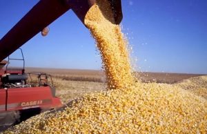 NORTE MT: Abertura Nacional do Milho 2ª safra será nesta quarta (18)