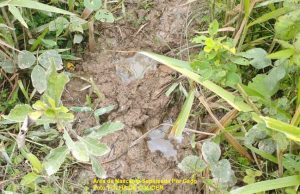 Vereador Zé Moreira propõe projetos de recuperação de nascentes para garantir recursos hídricos e promover sustentabilidade em Colíder