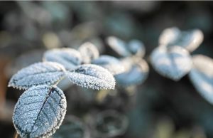ALERTA! Geada negra ameaça lavouras no Sul em meio a frio intenso neste fim de semana