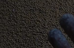 NORTE MT: homem morre soterrado por grão em estrutura de fazenda em Sorriso