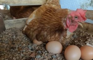 Japão suspende importações de produtos avícolas de Goiás e Mato Grosso