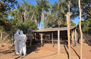 Foco de gripe aviária em MT; 600 aves abatidas e 229 ovos destruídos