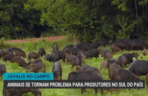 Javalis destroem lavouras, atacam filhotes e espalham medo entre produtores