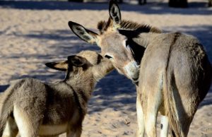 AMEAÇA: demanda da China por gelatina coloca jumentos em risco de extinção