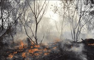 Mato Grosso lidera ranking de queimadas no início do período seco