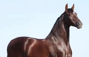 Cavalo de R$ 12 milhões morre em haras por suspeita de ração intoxicada