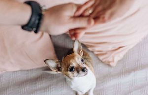 Cães sentem ciúmes? Entenda mais sobre esse comportamento animal