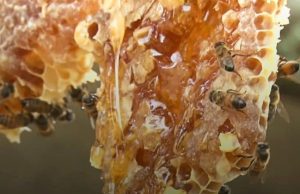 Tarifaço de Trump pode afetar mais de 500 mil apicultores brasileiros, diz ApexBrasil