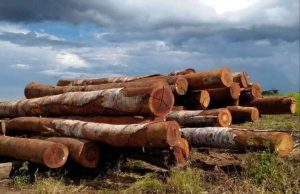 Fiscalização é reforçada em madeireiras de Mato Grosso