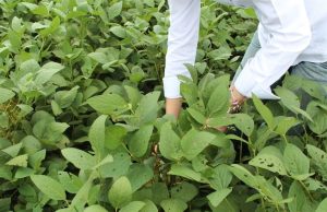 Como a soja encerrou a semana?