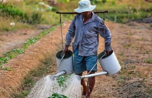 Dia do Agricultor: o Brasil que nasce do campo