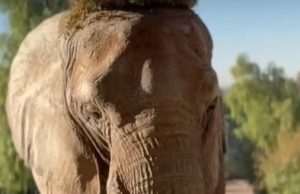 Elefanta deixa cativeiro na Argentina após 44 anos e viaja para o Brasil; ela será acolhida pelo Santuário de Elefantes, em Mato Grosso