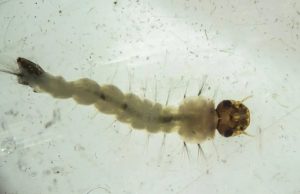 FÁBRICA DE MOSQUITO? Sim, o Brasil inaugura maior fábrica de mosquito Aedes aegypti do mundo