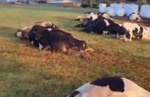 TRAGÉDIA: Curto-circuito mata 32 vacas; assista vídeo