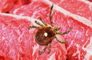 Alergia à carne vermelha causada por carrapatos está se espalhando e levar à morte