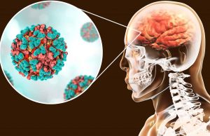 DOENÇA POR PICADA DE MOSQUITO: Fiocruz alerta para casos de encefalite equina no norte do Brasil