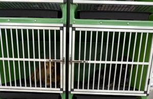 Tutor é preso e cães vítimas de maus tratos são apreendido em Guarantã do Norte; foi encontrado o corpo de um cão já em estado de decomposição