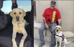 Cachorro salva tutor de AVC; percebeu batimentos cardíacos estranhos e avisou