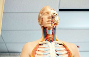 Saiba quais são os 5 órgãos que o corpo humano não precisa para sobreviver