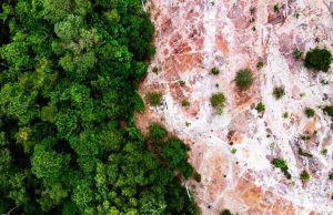 Extinção da Amazônia pode começar ainda neste século