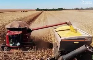 FARTURA SEM ESTRUTURA: crise de armazenagem no agro é exposta por produturos de MT