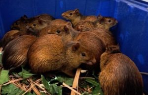 Animais Silvestres São Resgatados Pelo em churrascaria; Operação conjunta flagrou criação ilegal para abate e venda de carne de caça