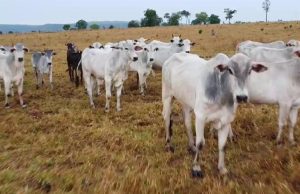 Gado furtado é recuperado e fazendeiro vizinho da vítima é preso