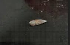 Jovem é baleada durante confraternização em cidade do Nortão/MT neste fim de semana