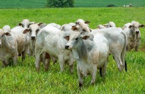 BOI: Cotações da semana em Colider