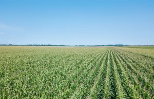 Centro-Oeste concentra maior área tratada com defensivos