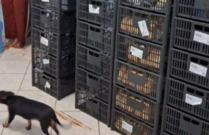 Vários cães são encontrados em área de preparo de sanduíches; local é interditado pela Vigilância e Polícia