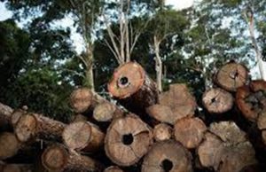 Embargo ambiental pode comprometer crédito