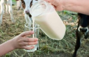 Beber leite cru é perigoso? Saiba o que dizem os especialistas da saúde